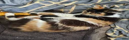 Mixed Breed cats for sale: Adorable and Friendly Kittens in Hungerford - Advert 17