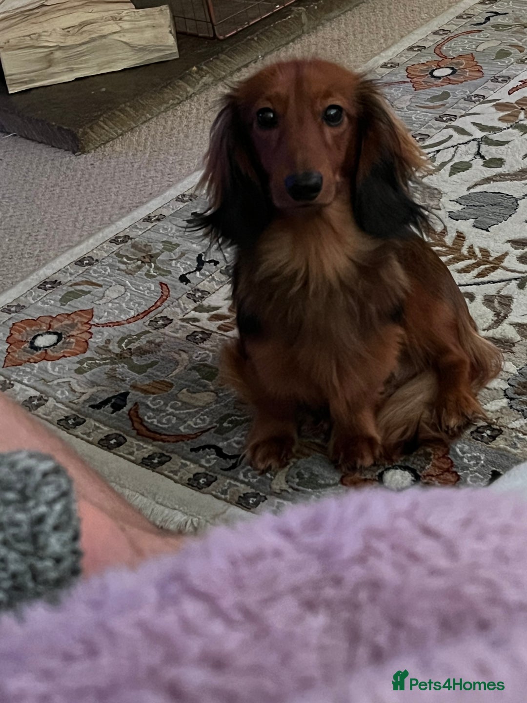 Miniature Dachshund dogs for sale: 4 beautiful miniature dachshunds  - Advert 7