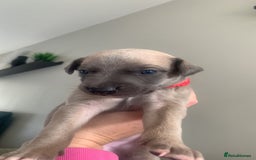 Whippet dogs for sale: boy whippet - Image 2