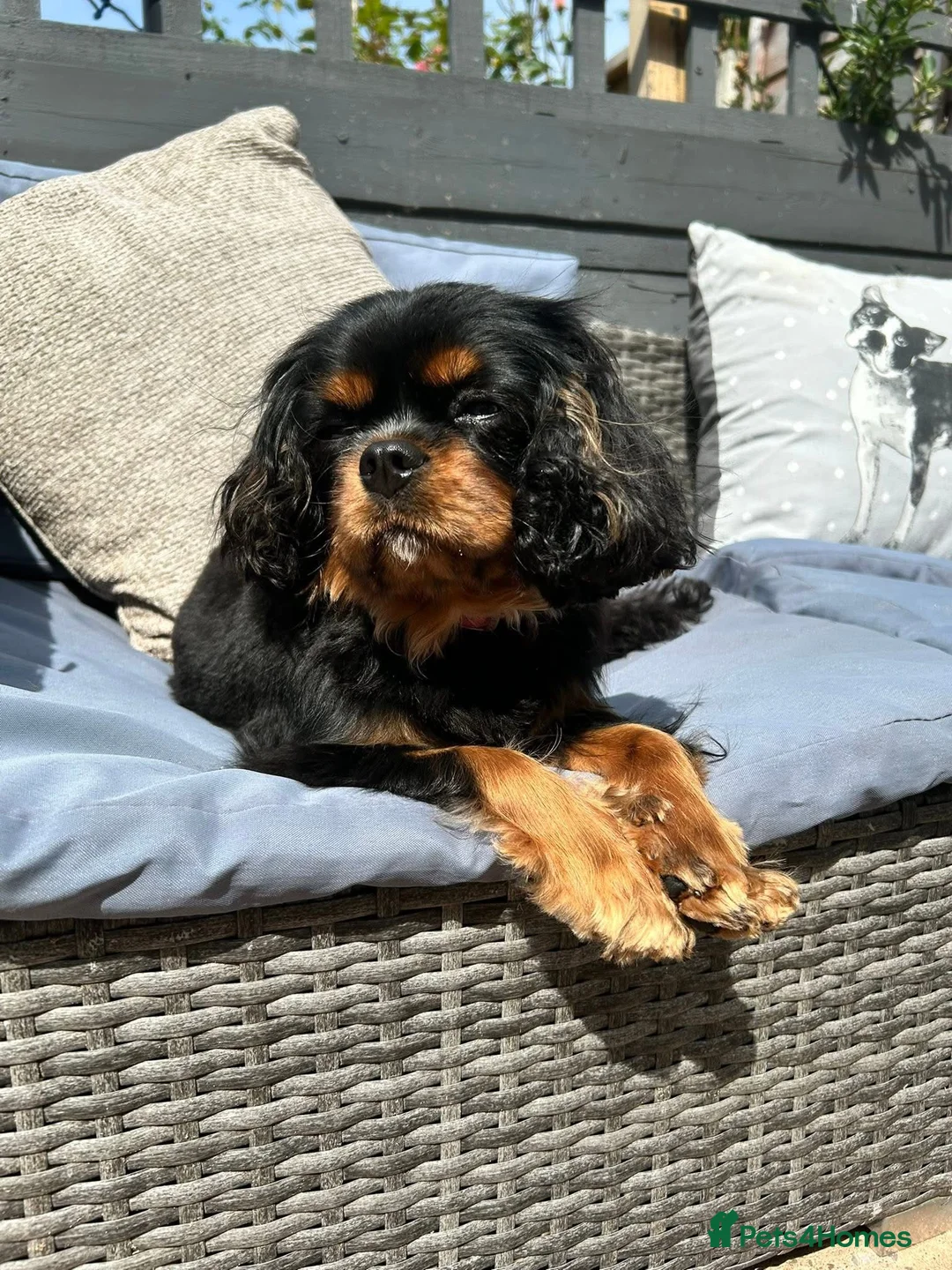 Cavalier King Charles Spaniel dogs for sale: Cavalier baby boy  - Advert 2