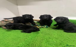Flat coated Retriever dogs for sale: *2 Males* KC from working health tested parents - Image 8