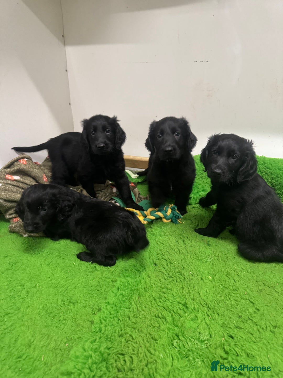 Flat coated Retriever dogs for sale: *2 Males* KC from working health tested parents - Image 8
