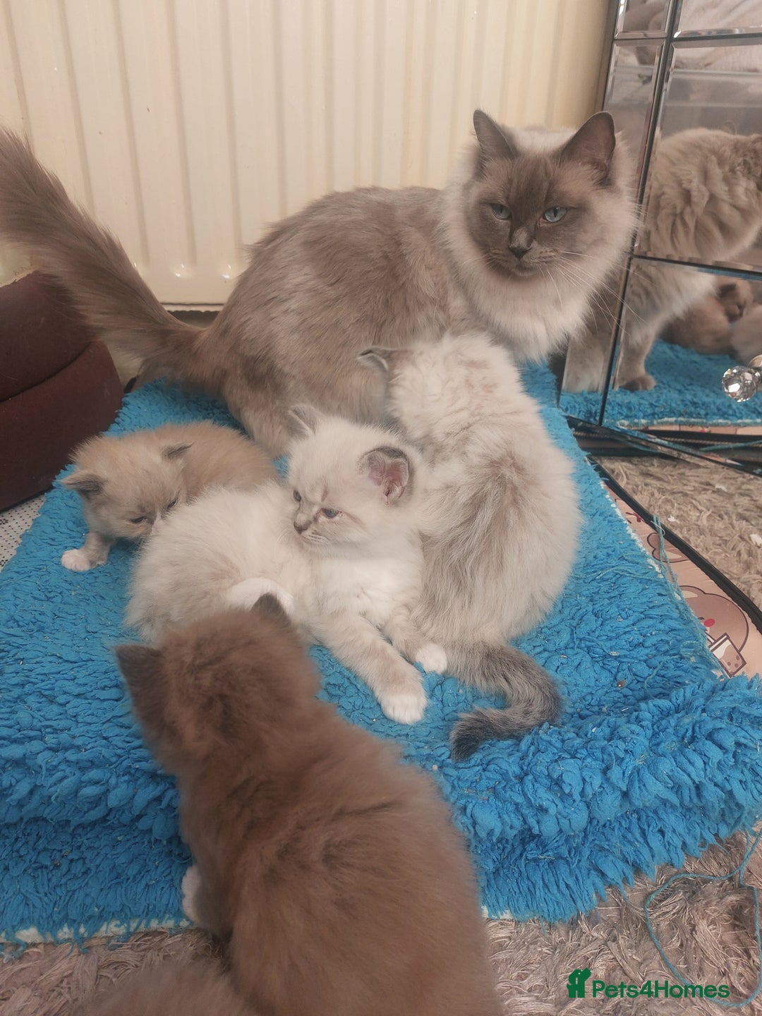Ragdoll cats for sale: ADORABLE RAGDOL LOVELYS - Advert 8