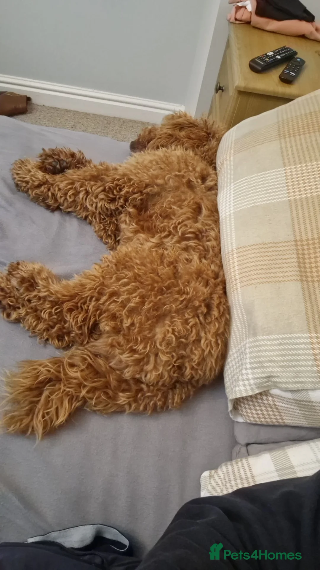 Cockapoo dogs for sale: Cockerpoo  in Maryport - Advert 2