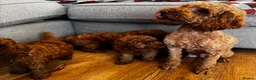 Toy Poodle dogs for sale: Beautiful Toy Poodle Puppies All Red Boys in Hoddesdon - Advert 20