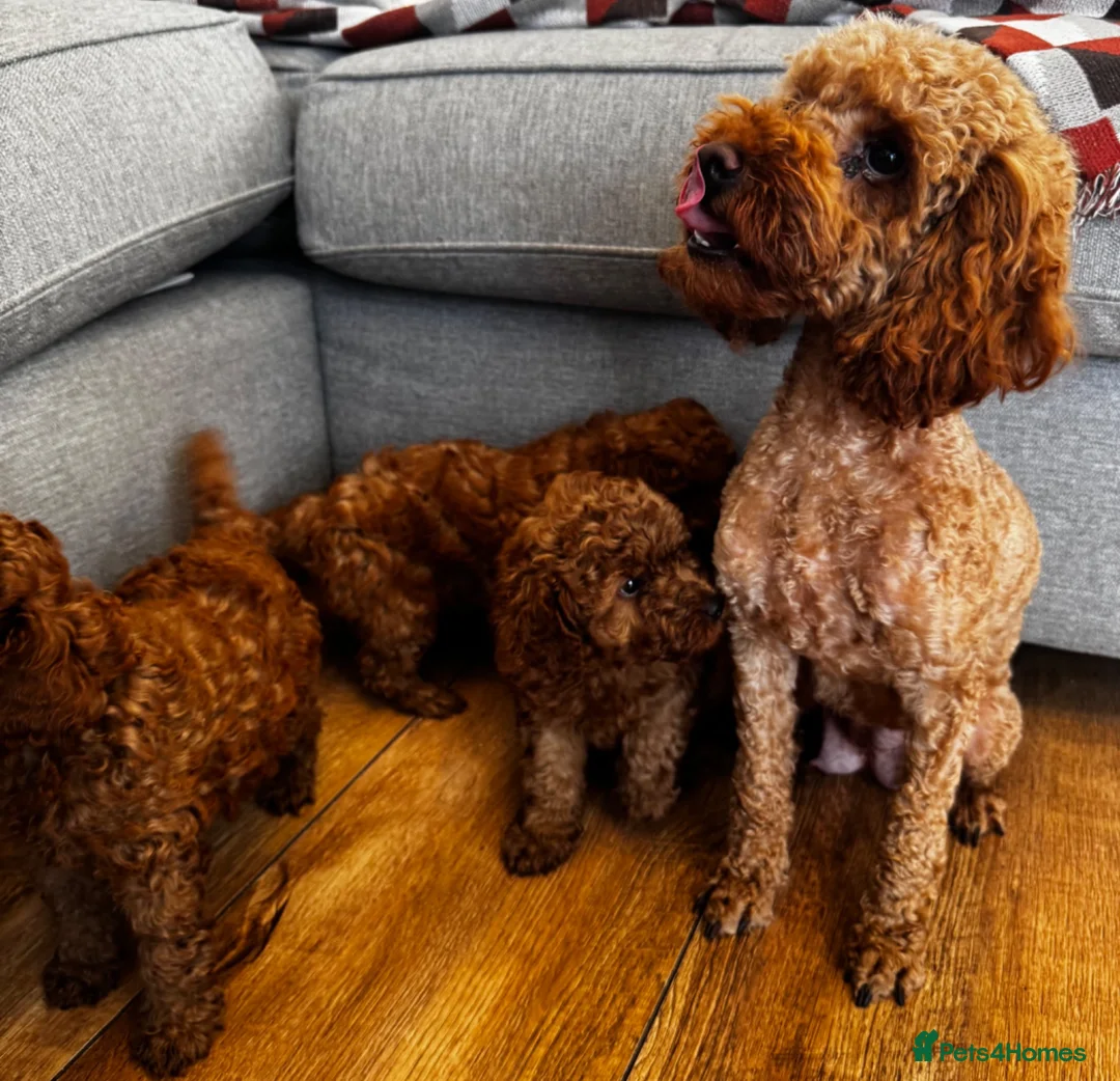 Toy Poodle dogs for sale: Beautiful Toy Poodle Puppies All Red Boys in Hoddesdon - Advert 20