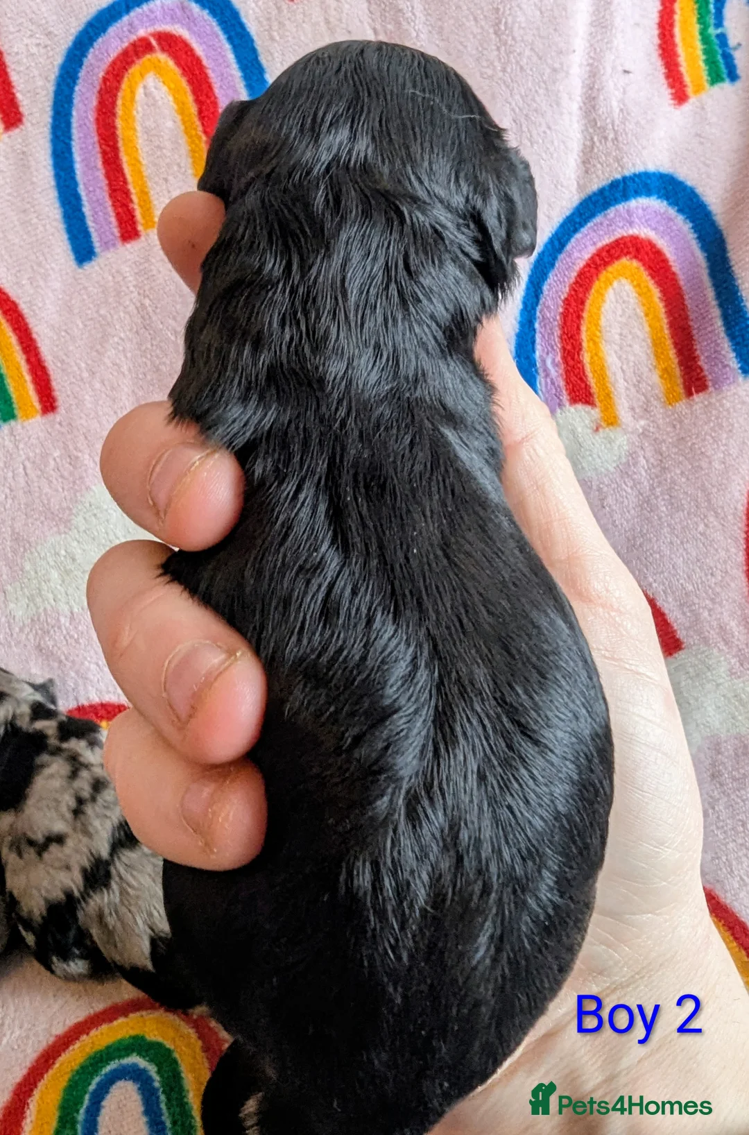 Cavapoo dogs for sale: DNA health tested Merle Cavapoos - Advert 7