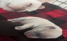 Mixed Breed dogs for sale: French bulldog mixed chihuahua  - Image 10