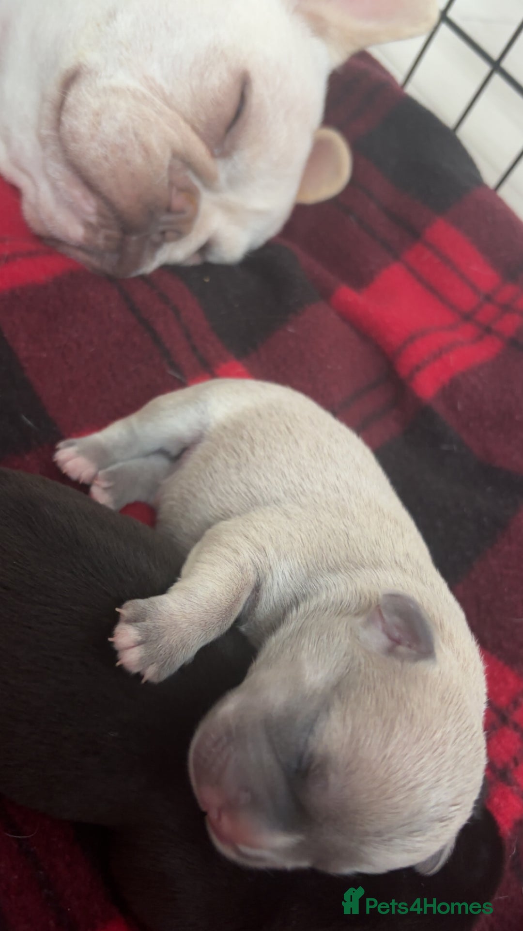 Mixed Breed dogs for sale: French bulldog mixed chihuahua  - Image 10