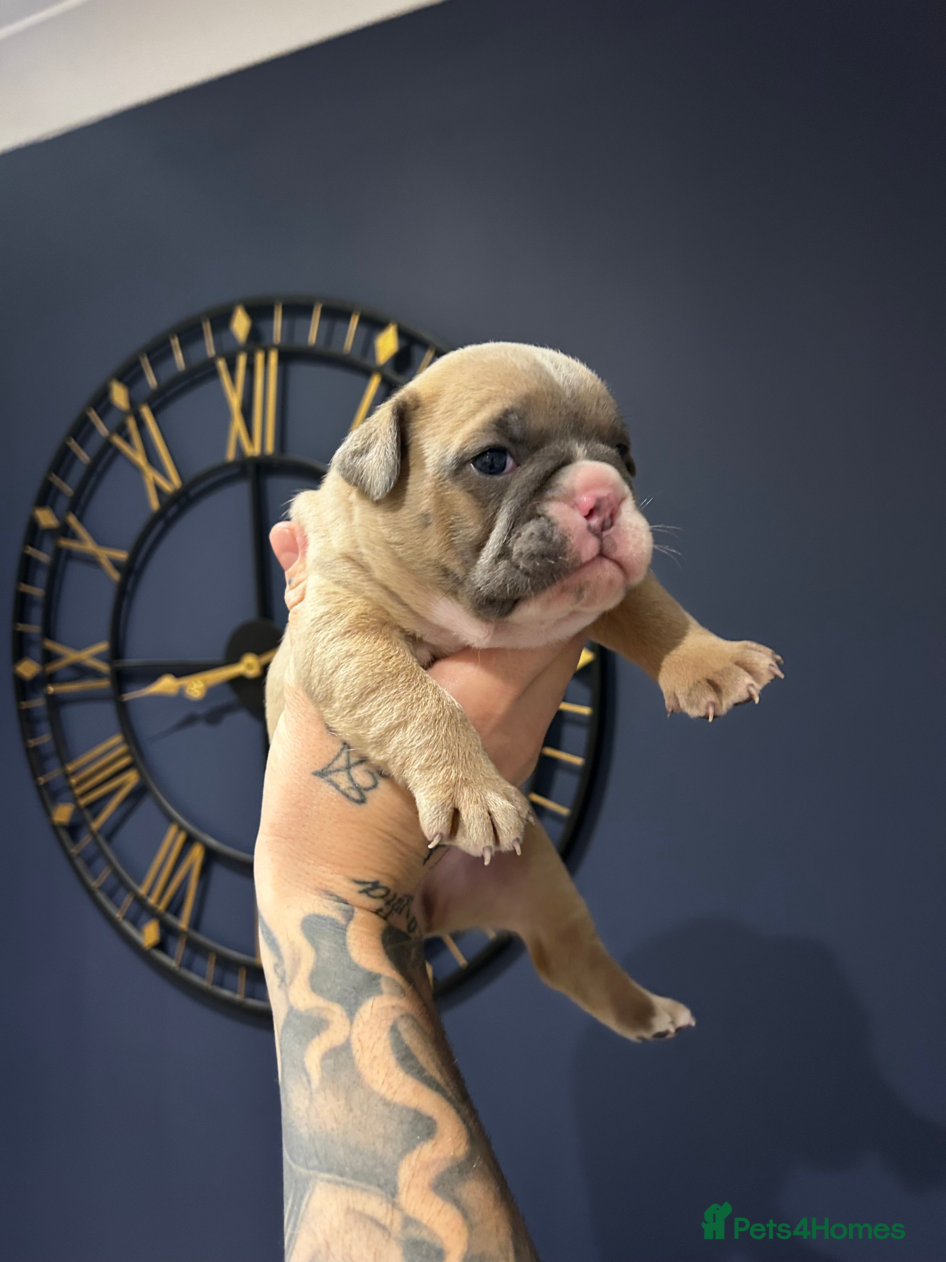 Mixed Breed dogs English bulldogs  - Advert 8