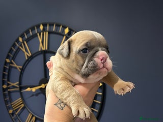 Mixed Breed dogs English bulldogs - Advert 1