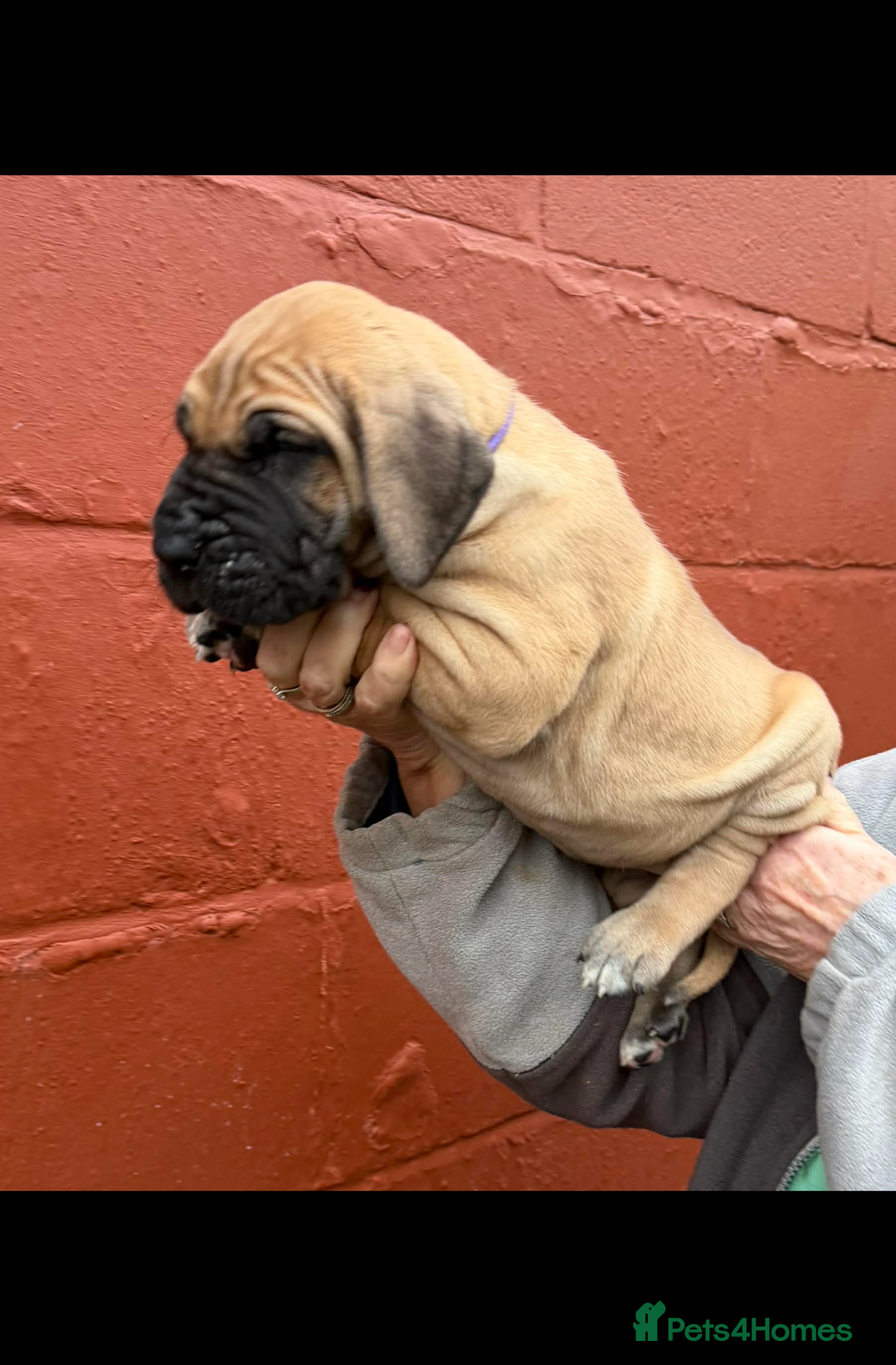 Great Dane dogs for sale: Primus Great Danes - Advert 2