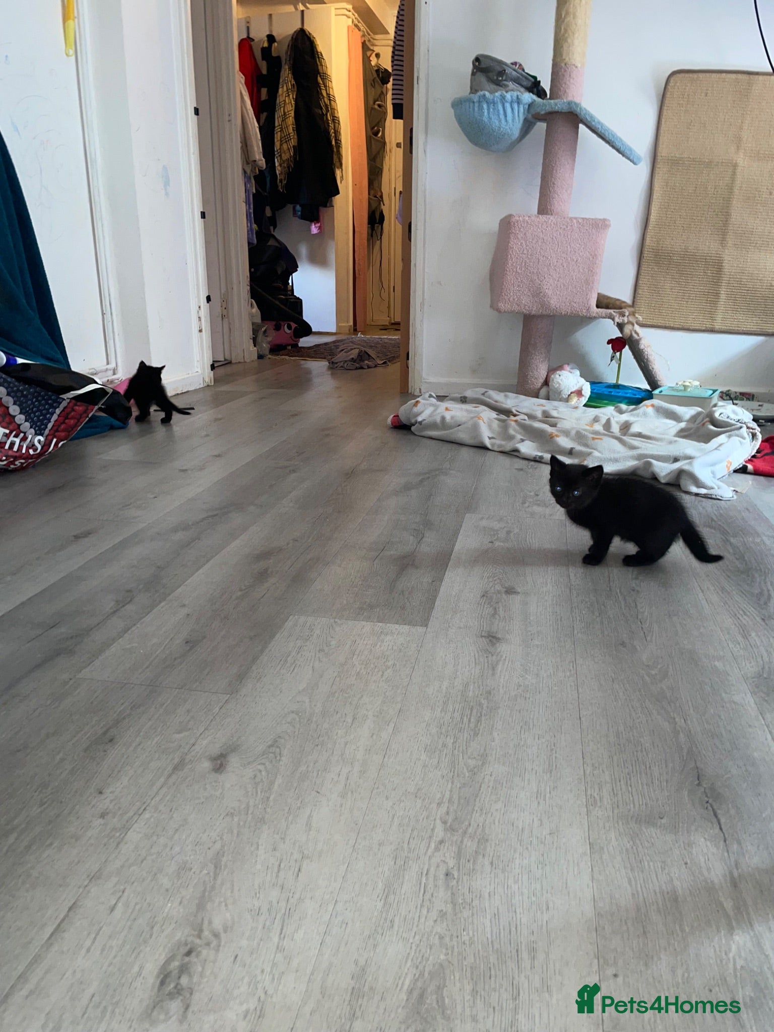 Mixed Breed cats Beautiful black mixed Maine coon / tabby  - Advert 1