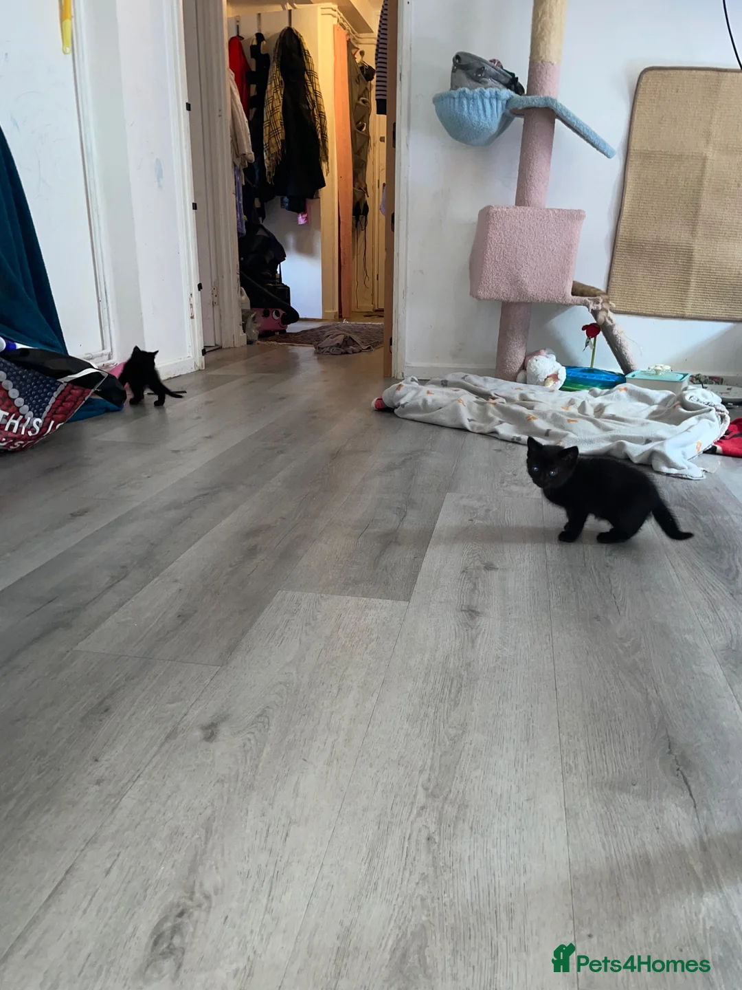 Mixed Breed cats for sale: Beautiful black mixed Maine coon / tabby  in Cambridge - Advert 1