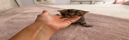 British Shorthair cats for sale: British short hair cross with British longhair  - Advert 2