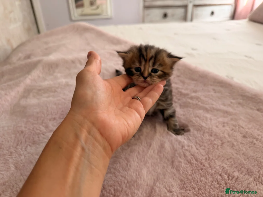 British Shorthair cats for sale: British short hair cross with British longhair  - Advert 2