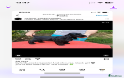 Cocker Spaniel dogs for sale: Retirement home  - Image 21