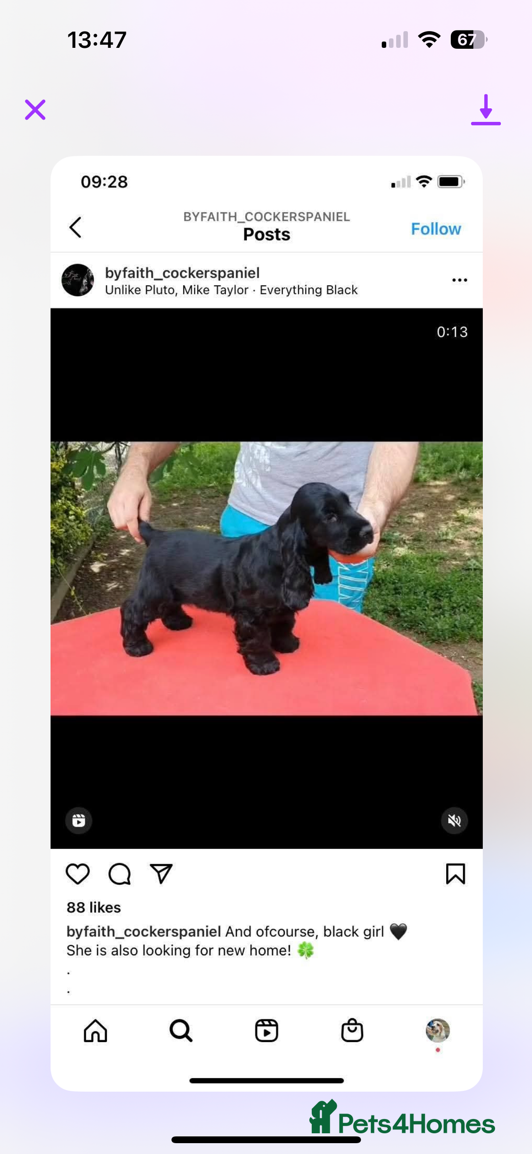 Cocker Spaniel dogs for sale: Retirement home  - Image 21