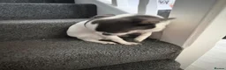 Chihuahua dogs for sale: Girl chihuahua puppy for sale - Advert 2