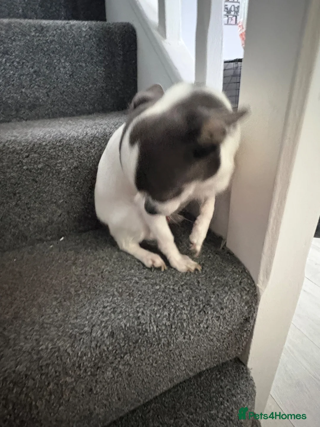 Chihuahua dogs for sale: Girl chihuahua puppy for sale - Advert 2