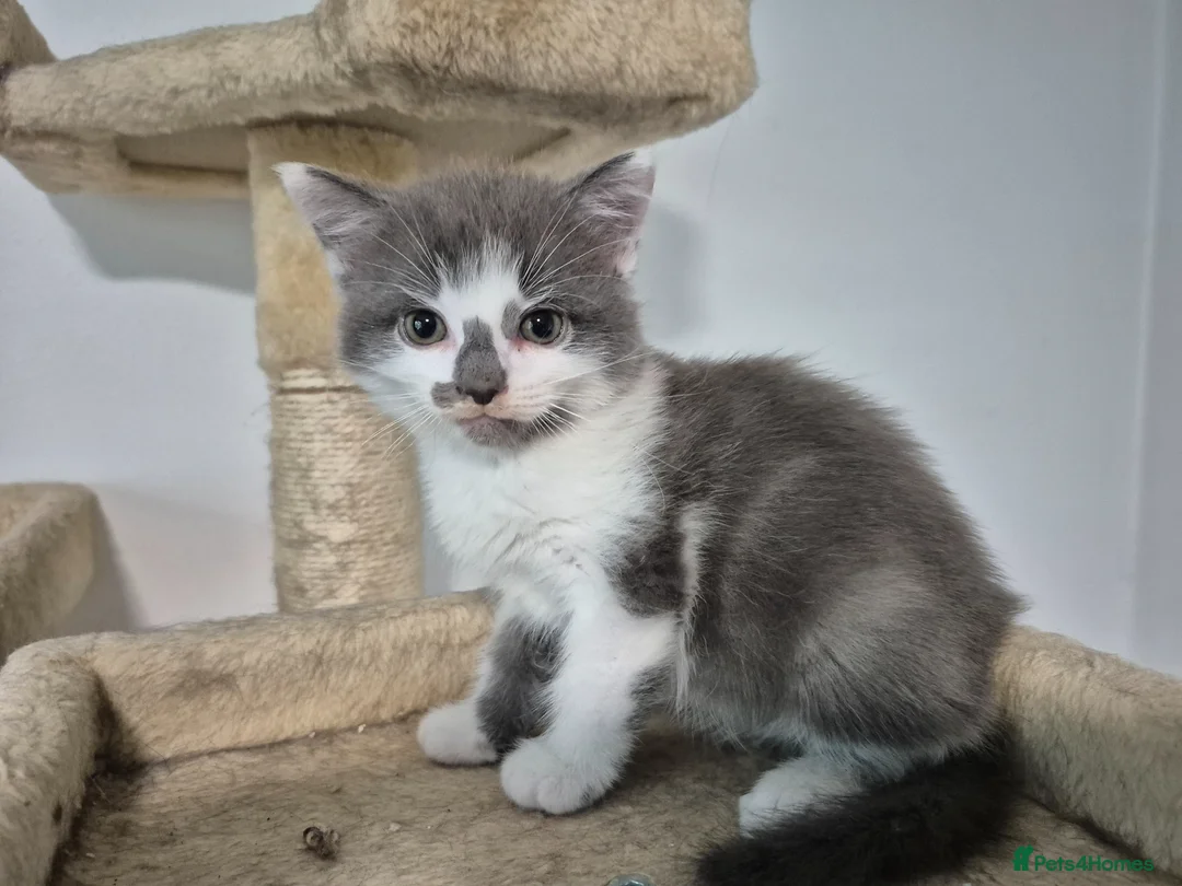 Russian Blue cats for sale: Female Russian Blue X  in Bedford - Advert 1