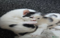 British Shorthair cats for sale: 1 male / 2 female kittens  - Image 3