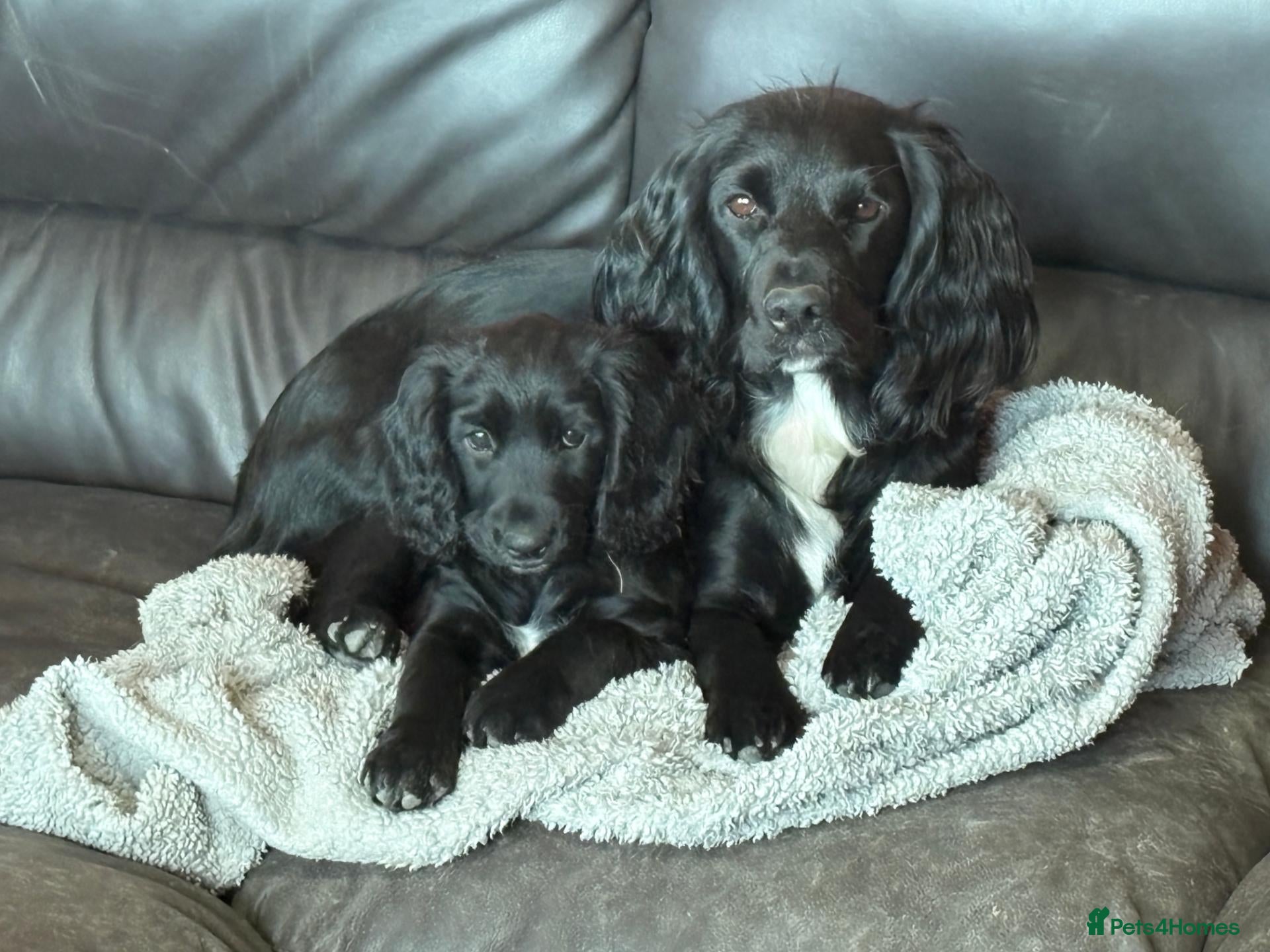 Cocker Spaniel dogs KC reg Cocker Spaniel pups (working) - Advert 2