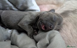 French Bulldog dogs for sale: #Reduced# True miniature French Bulldog - Image 11