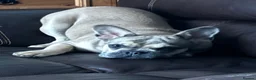 French Bulldog dogs for sale: Rehome- French bulldogs mum and daughter  - Advert 5