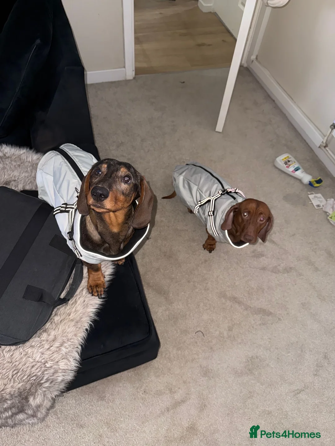 Dachshund dogs for sale: 1 year old, looking for new home  - Advert 6
