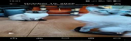 Siamese cats for sale: Gorgeous Siamese kittens!!! - Advert 31