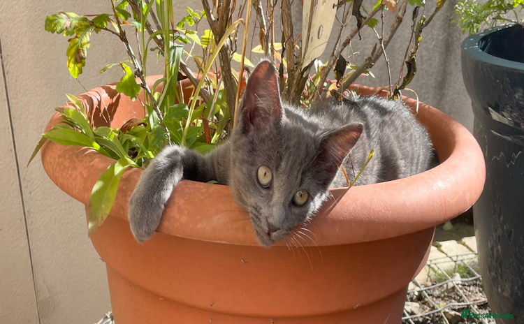 British Shorthair cats - Advert 5