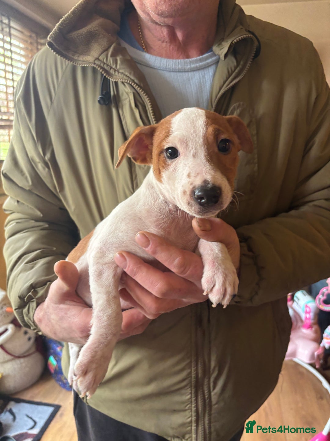 Jack Russell dogs for sale: 1 male 1 female Jack Russell pups - Advert 2