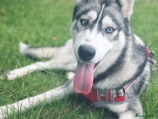 Siberian Husky dogs Husky - Advert 1