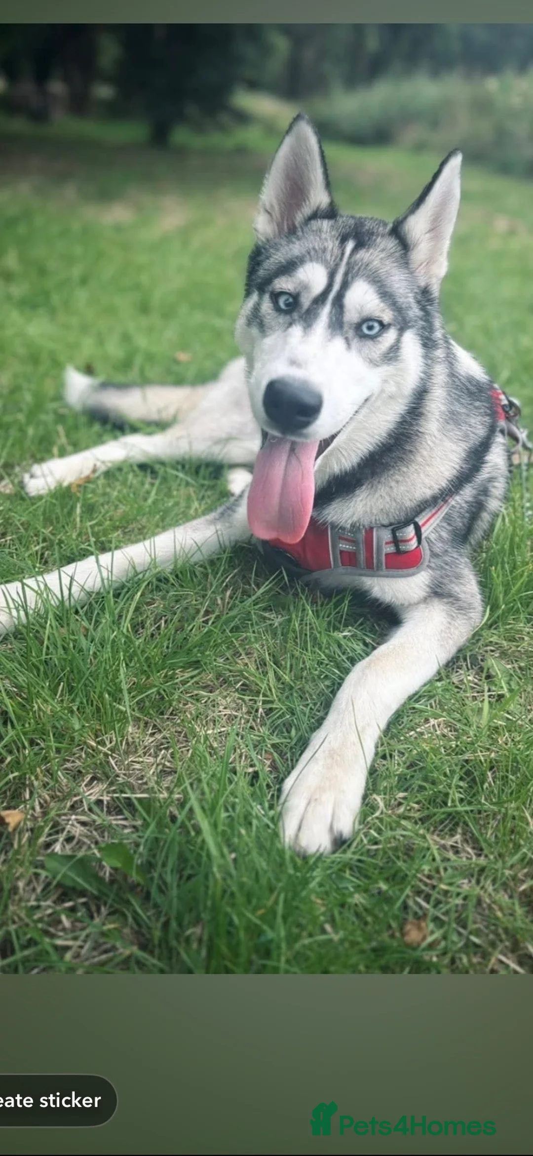 Siberian Husky dogs for sale: Husky  - Advert 1