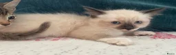 Mixed Breed cats for sale: Siamese x Maine coon kittens - Advert 4
