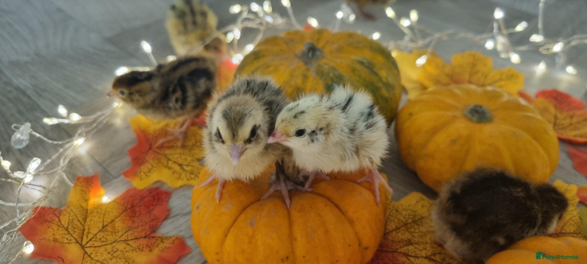 Quail poultry Autumn chics to order - Advert 1