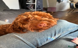 Cockapoo dogs for sale: Cockapoo puppy’s  - Image 13