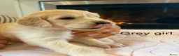 Golden Retriever dogs for sale:     Stunning KC Registered Golden Retriever Pups - Advert 23