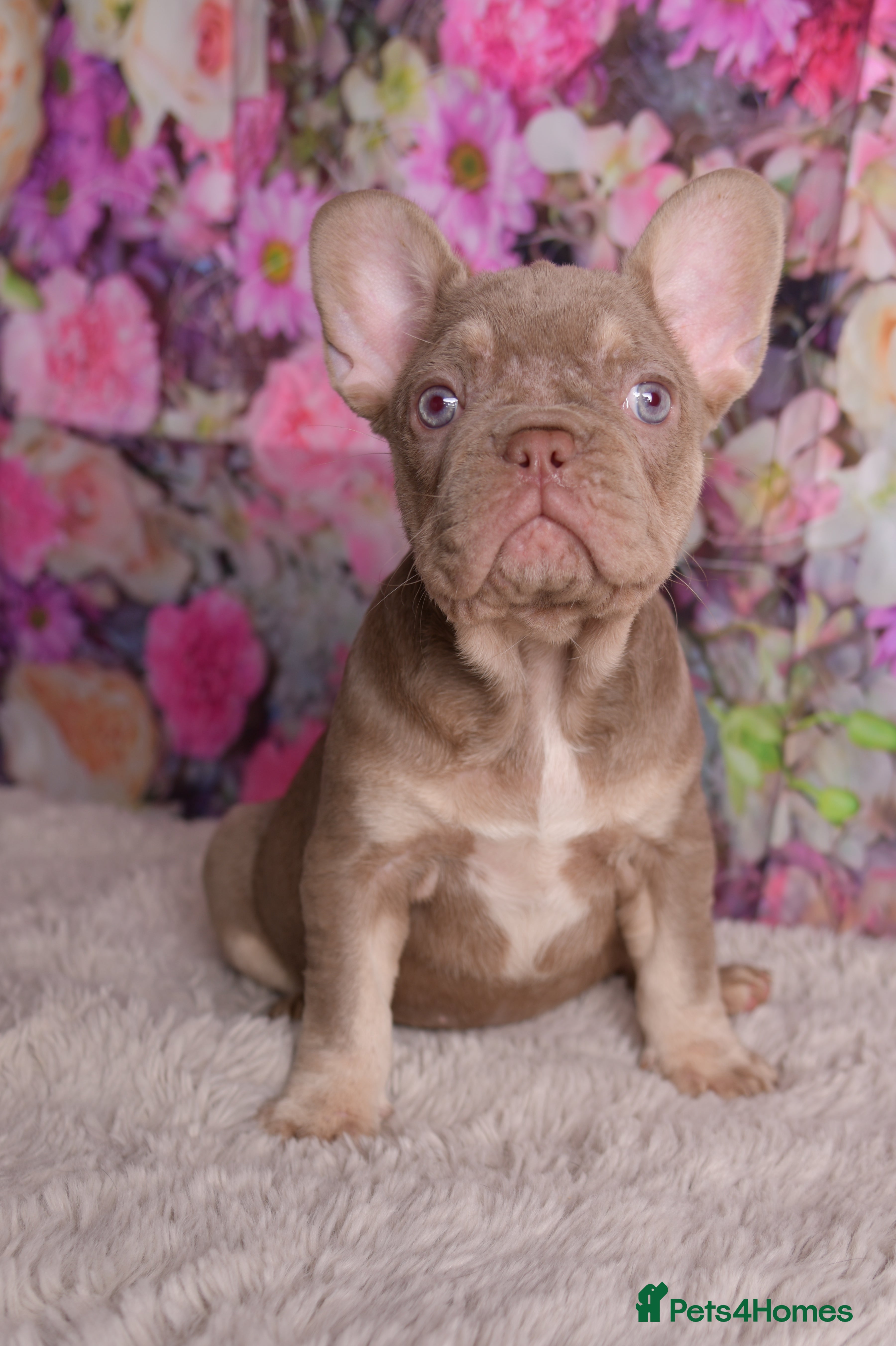 French Bulldog dogs Kc registered new shade french bulldog puppies  - Advert 18