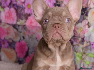 French Bulldog dogs Kc registered new shade french bulldog puppies - Advert 18