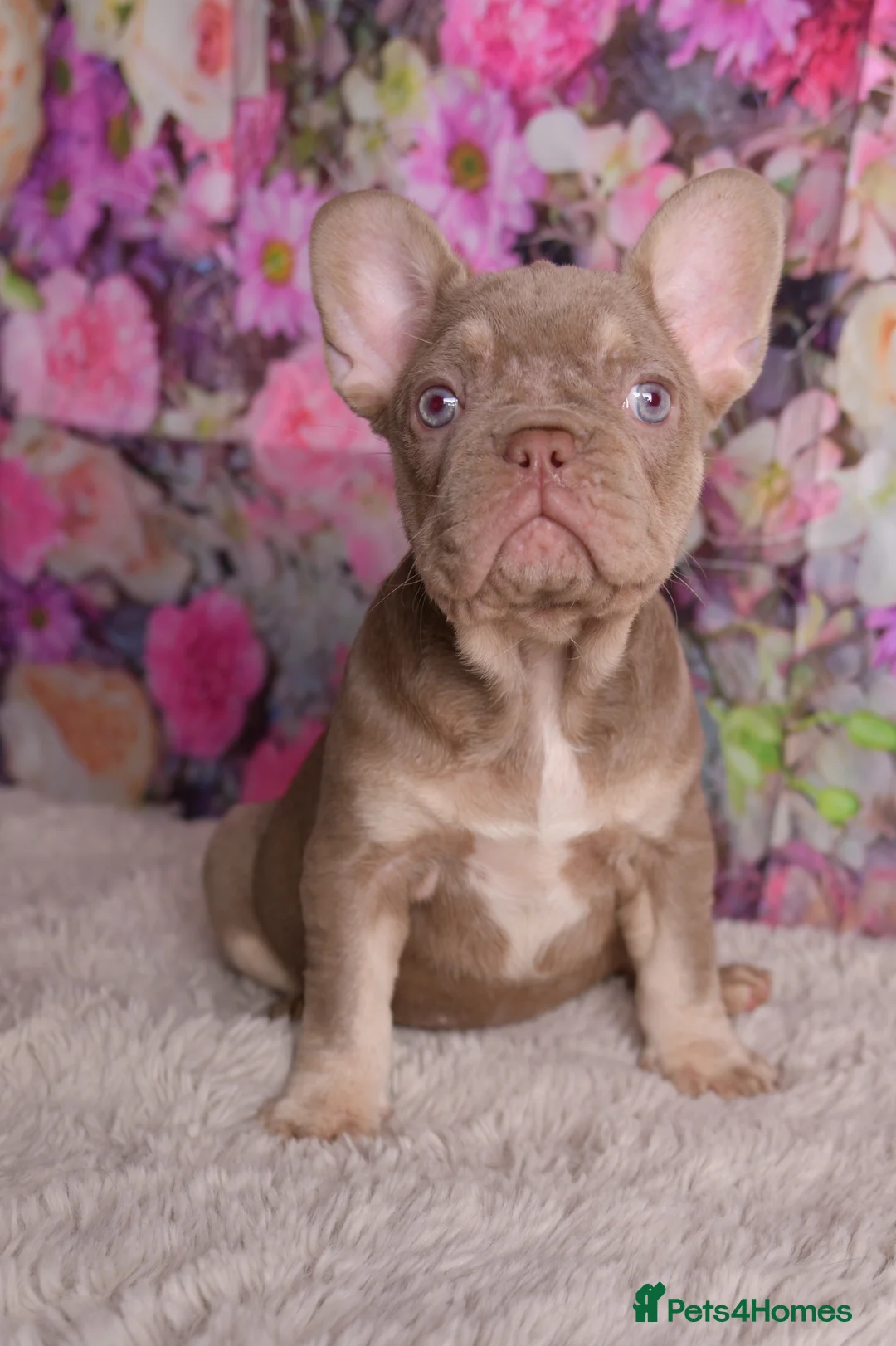 French Bulldog dogs for sale: Kc registered new shade french bulldog puppies  - Advert 4