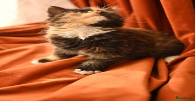 British Longhair cats - Advert 2