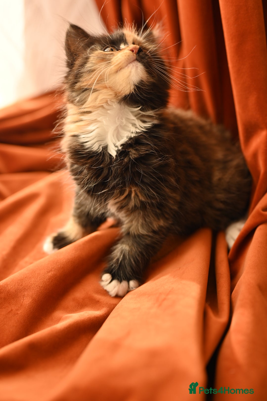 British Longhair cats for sale: 4 British Longhair x Persian Chinchilla Kittens  - Image 2
