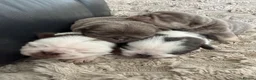 Pug dogs for sale: Kc pug puppies from a 5 star licensed breeder  - Advert 6