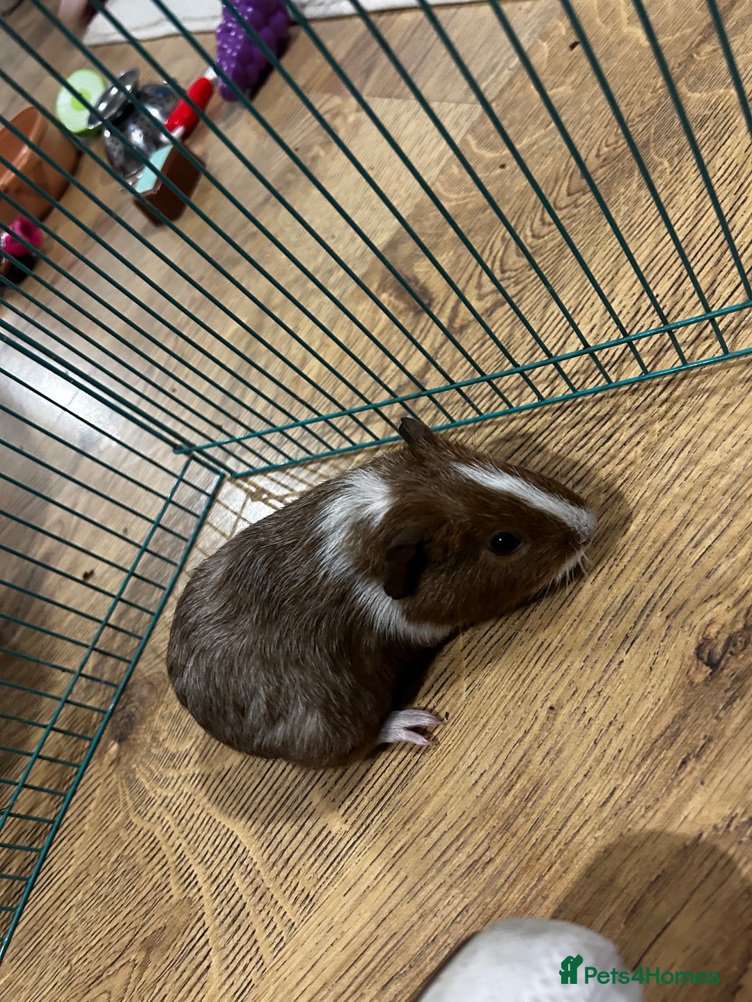 Guinea Pig rodents for sale: Boar baby guinea pigs - Advert 2