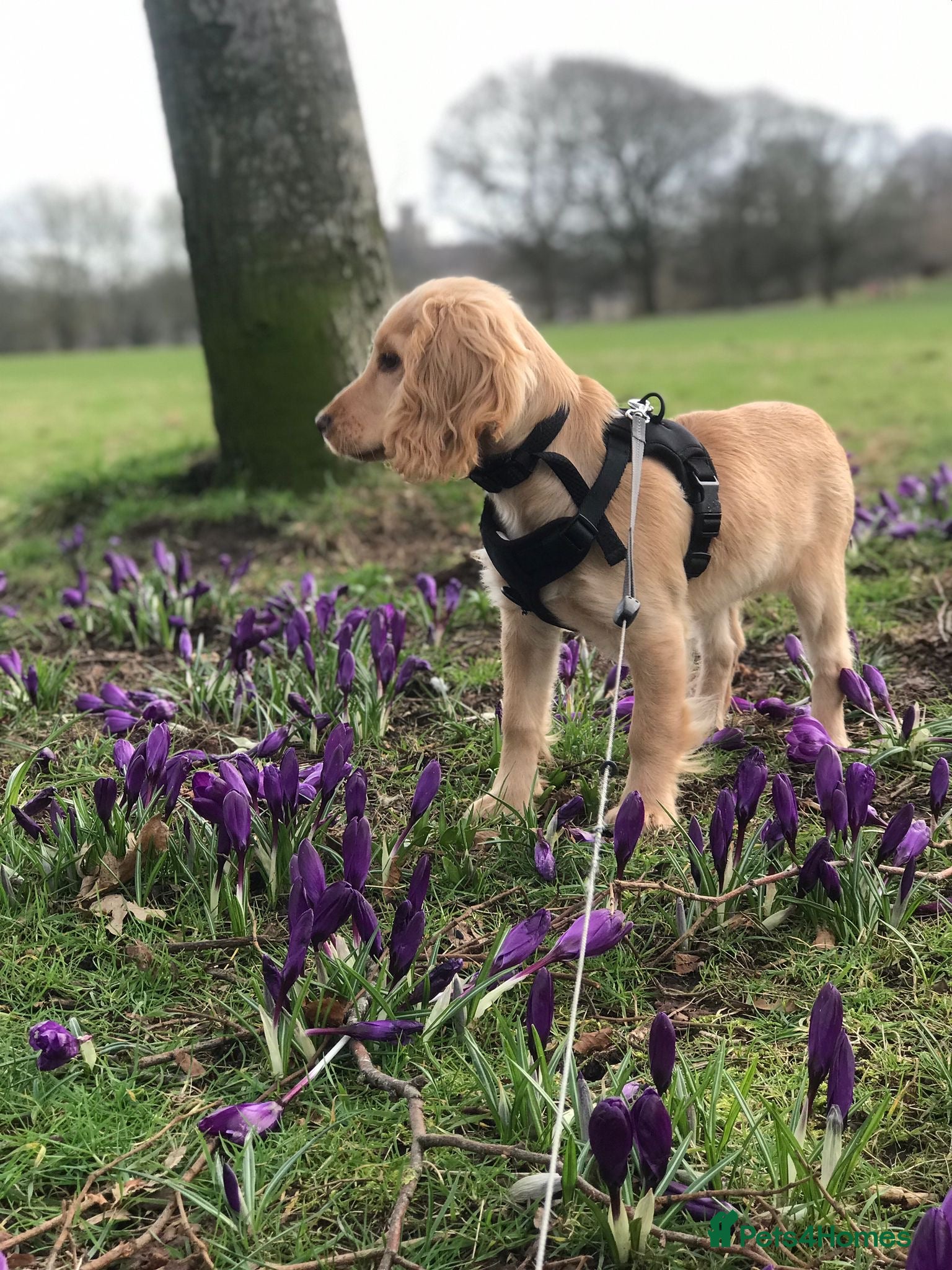 Cocker Spaniel dogs 8/9 month old male cocker spaniel puppy (Buddy) - Advert 14