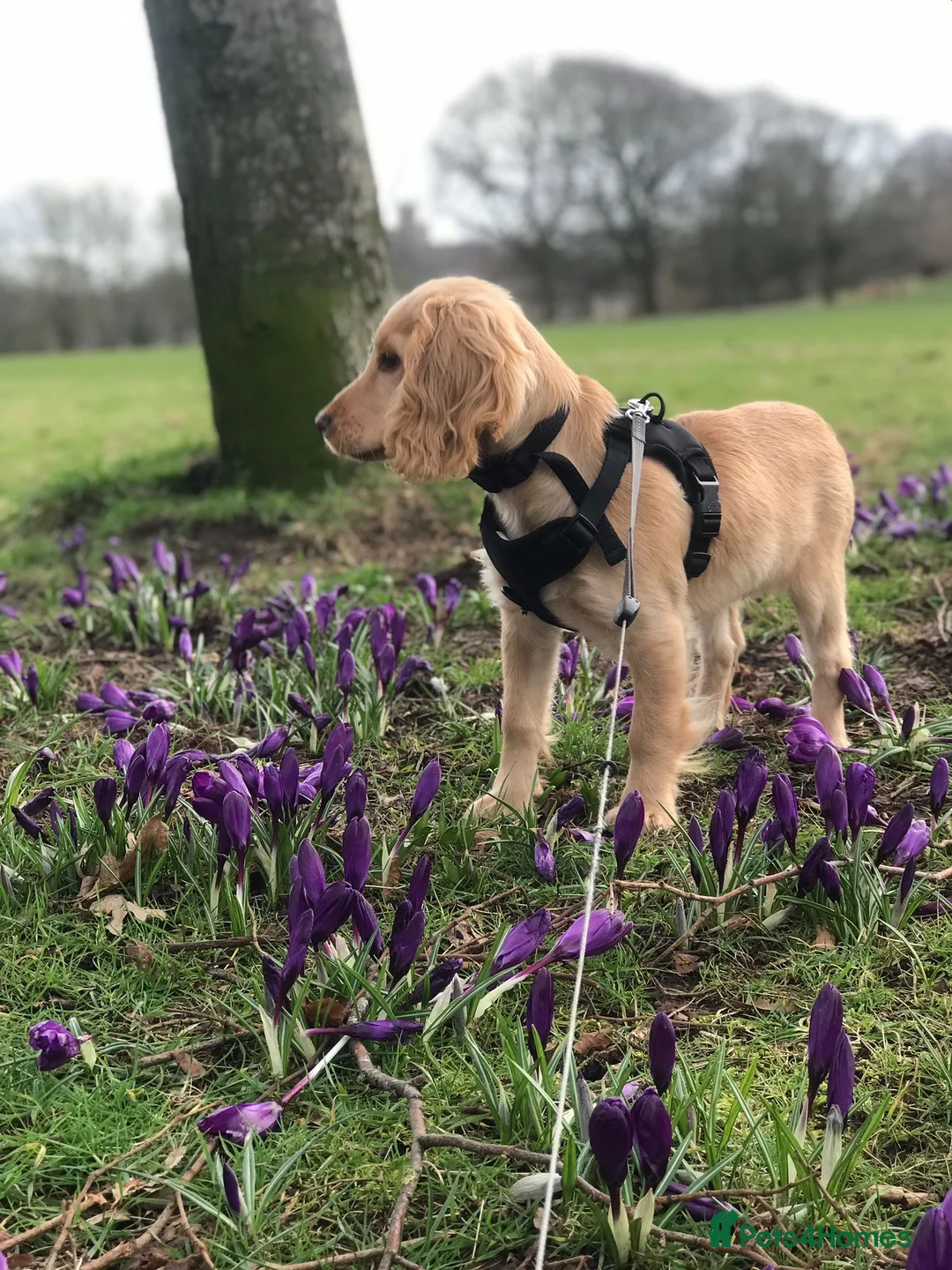 Cocker Spaniel dogs for sale: 8/9 month old male cocker spaniel puppy (Buddy) - Advert 1