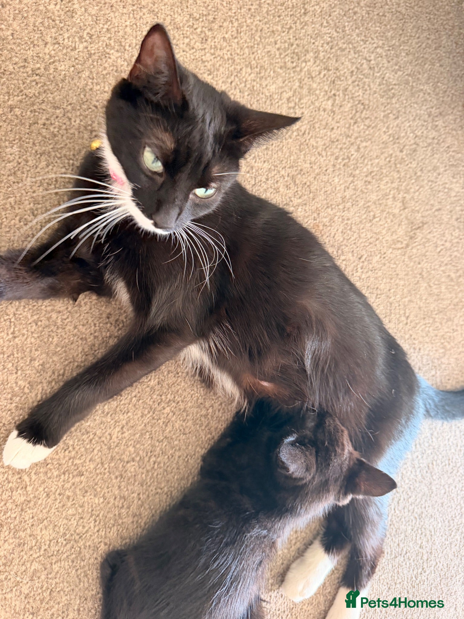 Domestic Shorthair cats Kittens for sale - Advert 3