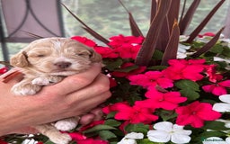 Cockapoo dogs for sale: 7 gorgeous apricot f1 DNA tested Cockerpoos  - Image 8